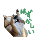 愛犬柴いぬまるちゃん（個別スタンプ：33）