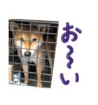 愛犬柴いぬまるちゃん（個別スタンプ：34）