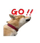 愛犬柴いぬまるちゃん（個別スタンプ：35）