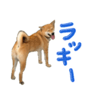 愛犬柴いぬまるちゃん（個別スタンプ：36）