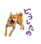 愛犬柴いぬまるちゃん（個別スタンプ：37）