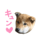 愛犬柴いぬまるちゃん（個別スタンプ：38）