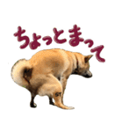愛犬柴いぬまるちゃん（個別スタンプ：39）