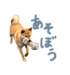 愛犬柴いぬまるちゃん（個別スタンプ：40）