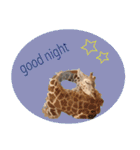 キリンジャングル（個別スタンプ：1）