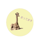 キリンジャングル（個別スタンプ：2）