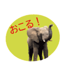 キリンジャングル（個別スタンプ：17）