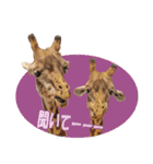 キリンジャングル（個別スタンプ：31）