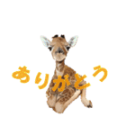 キリンジャングル（個別スタンプ：37）
