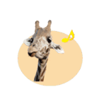 キリンジャングル（個別スタンプ：38）
