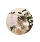 猫スタンプ★ロアの日常会話★ひとこと編（個別スタンプ：5）