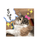 猫スタンプ★ロアの日常会話★ひとこと編（個別スタンプ：8）