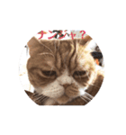 猫のスタンプ    マロン2（個別スタンプ：1）