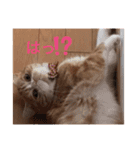 猫のスタンプ    マロン2（個別スタンプ：4）