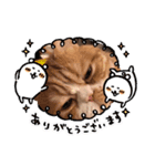 猫のスタンプ    マロン2（個別スタンプ：11）