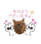 しままとつみれ（個別スタンプ：1）