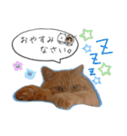 しままとつみれ（個別スタンプ：2）