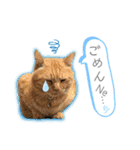 しままとつみれ（個別スタンプ：4）