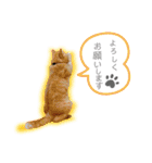 しままとつみれ（個別スタンプ：5）