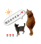 しままとつみれ（個別スタンプ：6）