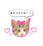 しままとつみれ（個別スタンプ：8）