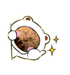 しままとつみれ（個別スタンプ：16）