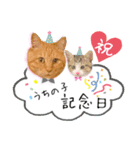 しままとつみれ（個別スタンプ：17）