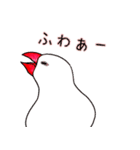 文鳥さんで会話（個別スタンプ：1）