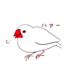 文鳥さんで会話（個別スタンプ：21）