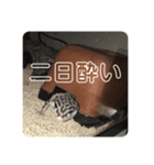 酒飲みのためのヒョウモントカゲモドキ（個別スタンプ：7）
