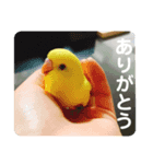 セキセイインコのヒナちゃん（個別スタンプ：1）