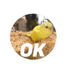セキセイインコのヒナちゃん（個別スタンプ：4）