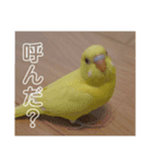 セキセイインコのヒナちゃん（個別スタンプ：5）
