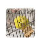 セキセイインコのヒナちゃん（個別スタンプ：6）