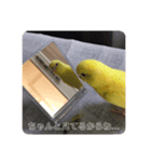 セキセイインコのヒナちゃん（個別スタンプ：7）