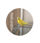 セキセイインコのヒナちゃん（個別スタンプ：8）