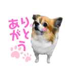 くぅのきもち（個別スタンプ：1）