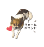 くぅのきもち（個別スタンプ：15）