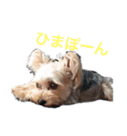 ぽんつく☆（個別スタンプ：2）