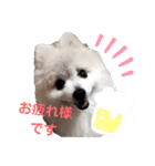 ポメラニアンのひめすたんぷ（個別スタンプ：1）