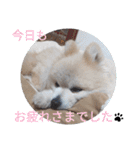 ポメラニアンのひめすたんぷ（個別スタンプ：2）