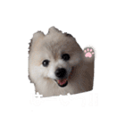 ポメラニアンのひめすたんぷ（個別スタンプ：4）