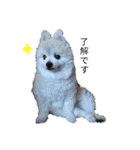 ポメラニアンのひめすたんぷ（個別スタンプ：5）