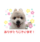 ポメラニアンのひめすたんぷ（個別スタンプ：13）