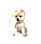 ポメラニアンのひめすたんぷ（個別スタンプ：27）