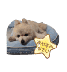 ポメラニアンのひめすたんぷ（個別スタンプ：31）