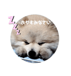 ポメラニアンのひめすたんぷ（個別スタンプ：33）
