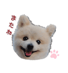 ポメラニアンのひめすたんぷ（個別スタンプ：34）