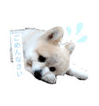 ポメラニアンのひめすたんぷ（個別スタンプ：36）