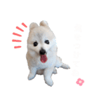ポメラニアンのひめすたんぷ（個別スタンプ：37）